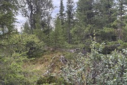 Tvengehovda