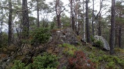 Gravanuten