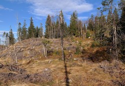 Stutehaugen