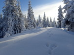 De brendte åsane