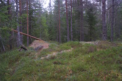 Bestemoråsen