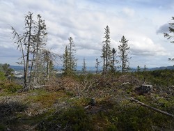 Snauskolten