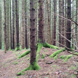 Middagshaugen
