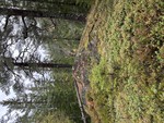 Andtjernåsen