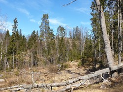 Pipåsen