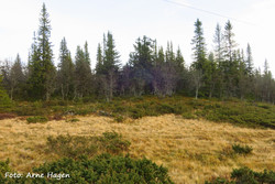 Ekkerhaugen