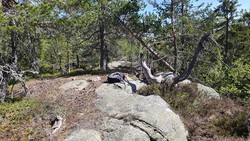 Lågmannslægeret