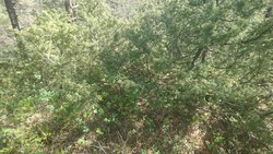 Eggene