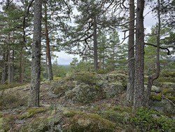 Tretjennsåsen
