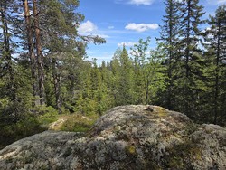 Gråskallen