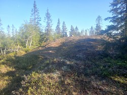 Korpehaugen