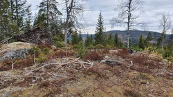 Dælaåsen