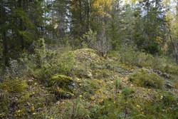 Harastokkåsen