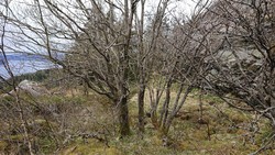 Kveldsol (tuft), Søre Midtfjellet