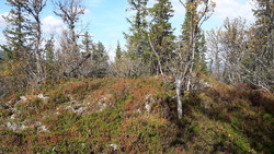 Skjerbekkhøgda