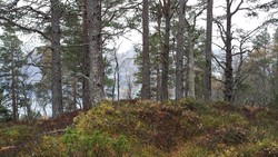Koppargråhaugen