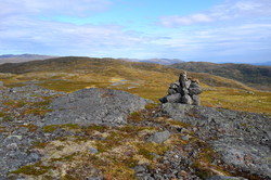 Rødhåmmåren