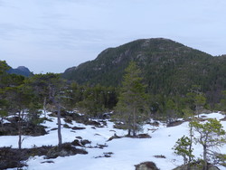 Vikaheia