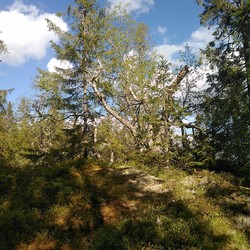 Middagskollen