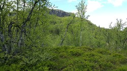 Storskardhøgda