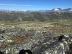 Stølsskardknappen