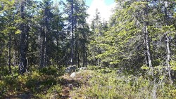 Kroktjernsberget