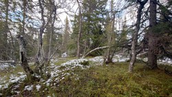Håliåsen aust