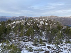 Stemknuten