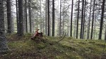 Vangen