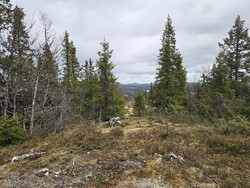 Gammalstøltoppen