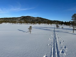 Tømmeråsen