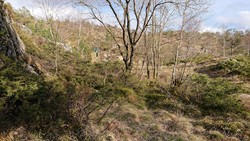 Tryggheim (tuft)