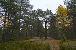 Fjellstadtoppen