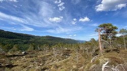 Forsellhøgda