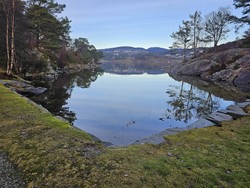 Tømmervågen