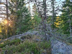 Kjelleråsen