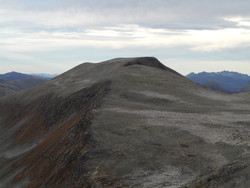 Blåfjellnibba