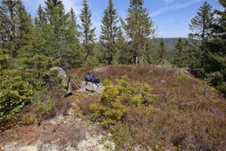 Damkollen Øst