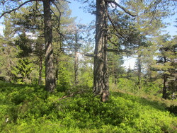 Storås