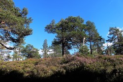 Svartvannsholen