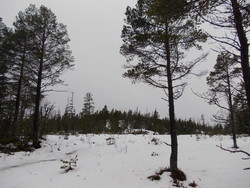 Stormyrhøgda