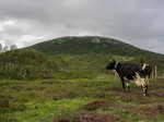 Elgsjøkneppen