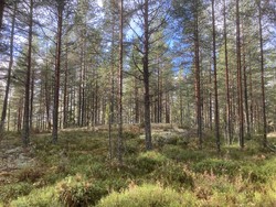 Slåttebråtås