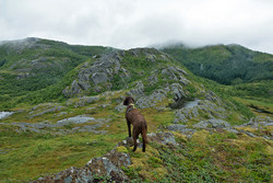 Bjønnskarheia