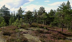 Fjellstua