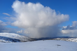 Skavhauggvola