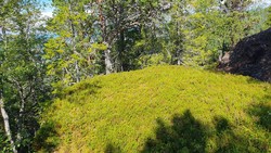 Høgsten