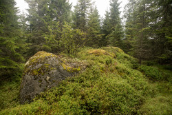 Bjørneberget