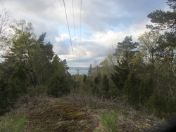 Mulåsen