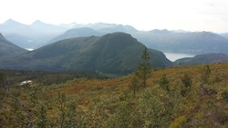 Skarsknuken